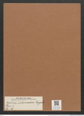 Navicula intermedia Lagerst. (de-Toni-Nr.: Genus 1, Species 49) Zeichnungen Sammlung Grunow Mappe 00041 (Herbarium_W_Grunow_drawings_Folder_00041)